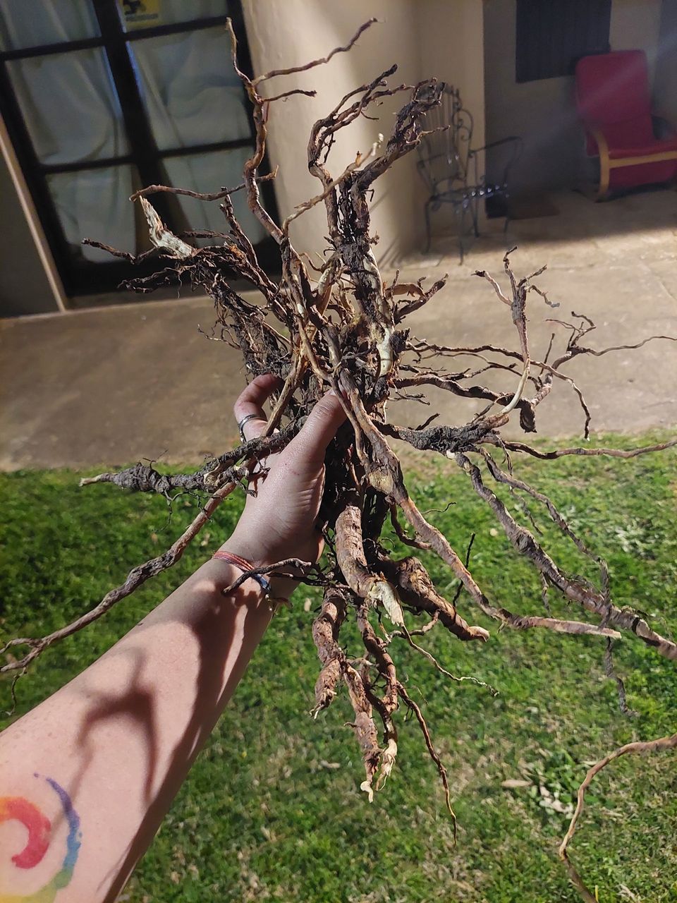 Mano sosteniendo raíces y ramas recogidas para una luminaria